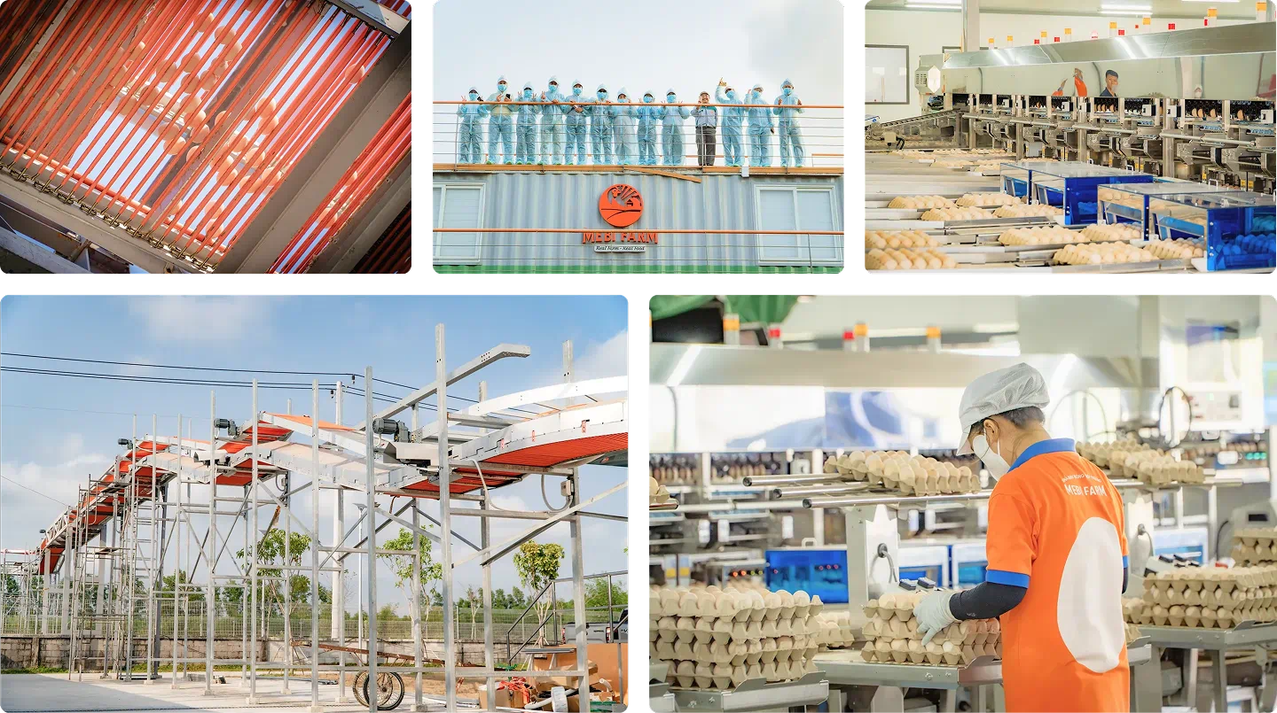 Nơi gà được nghe nhạc, ở máy lạnh ăn thức ăn thuần chay - Hình 5