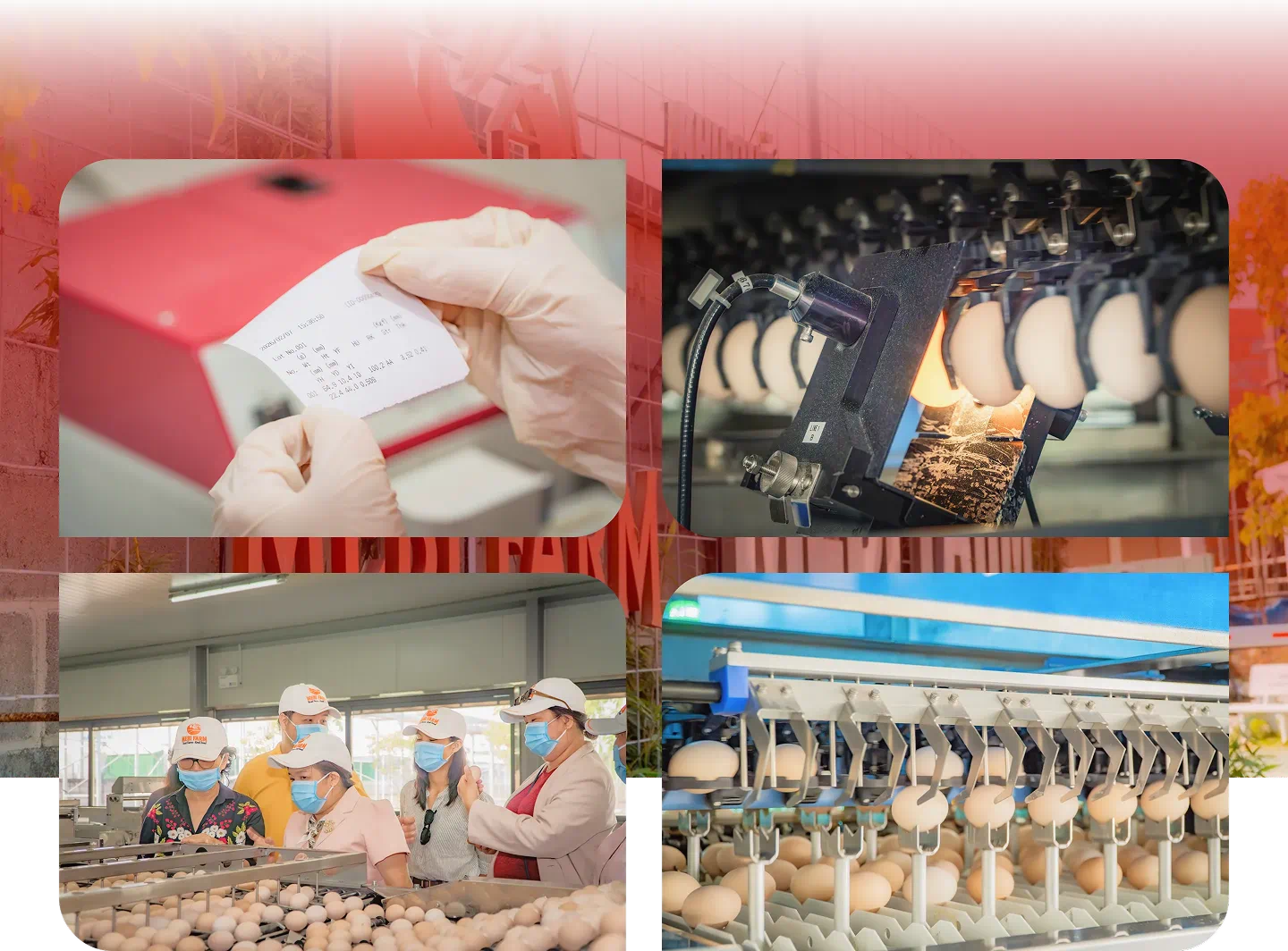 Nơi gà được nghe nhạc, ở máy lạnh ăn thức ăn thuần chay - Hình 7