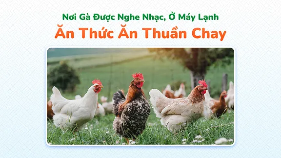 Nơi Gà Được Nghe Nhạc, Ở Máy Lạnh Và Ăn Thức Ăn Thuần Chay